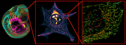 Towards entry "Next-generation live-cell microscopy workshop in Tromsø"