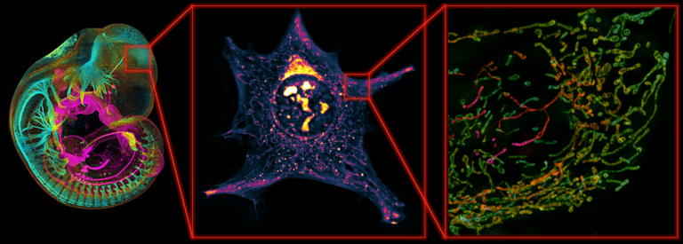 Next-generation live-cell microscopy workshop in Tromsø