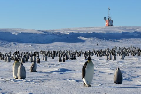 The observatory (in the back) constantly monitoring the Emperor penguins